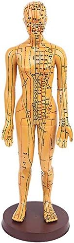 ZQTHL model Anatomy profesionalna medicinska akupunktura ženski 48cm 19 - muški 50cm / 19.69 inch,ženski