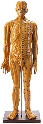 FHUILI muški akupunkturni Model-Kineski akupunkturne tačke Human akupunkturni Model-ljudski meridijani tijelo